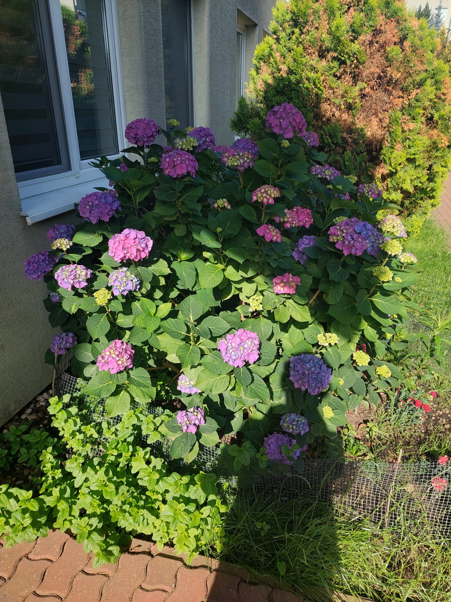 Hortensje