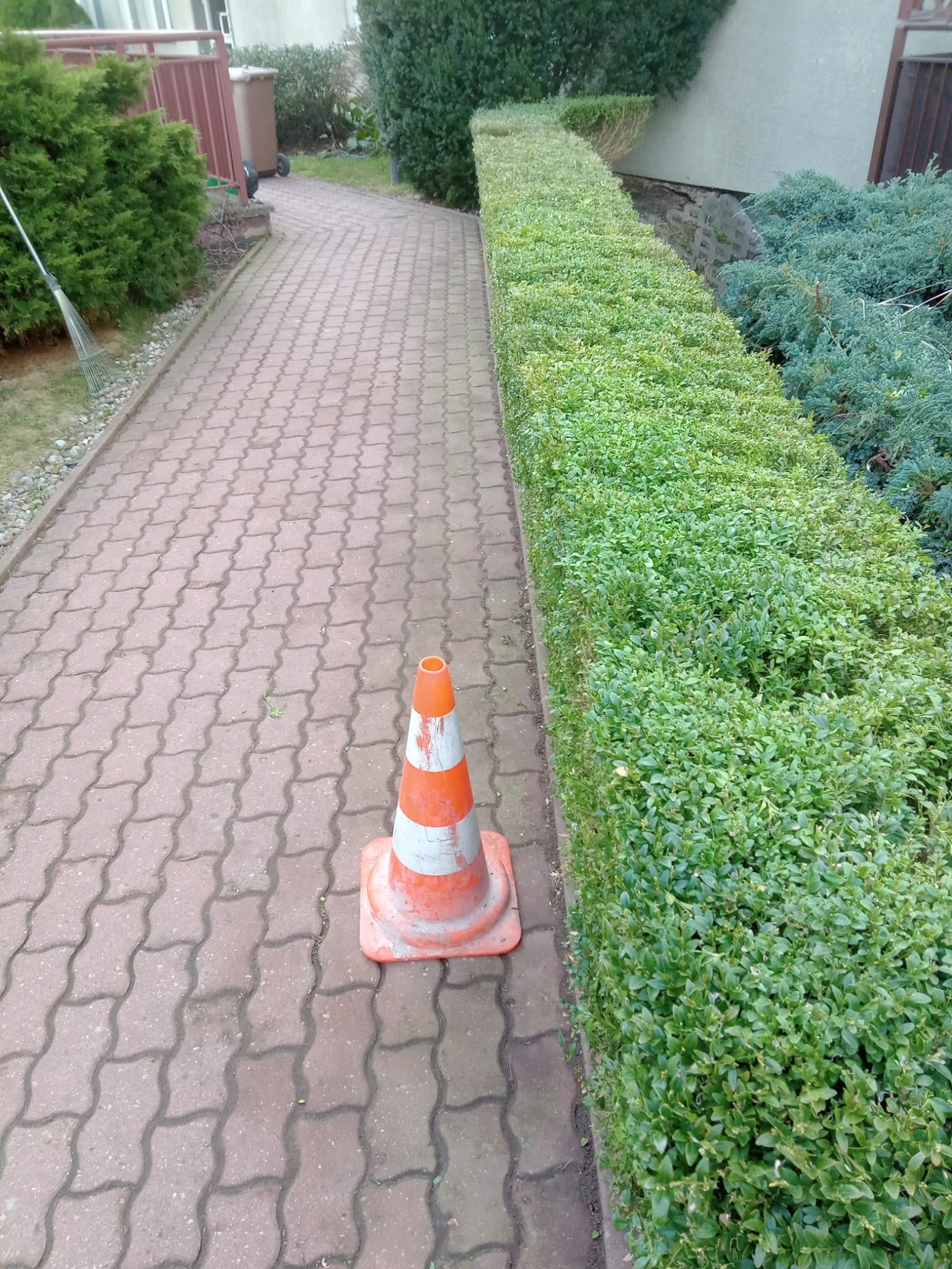 Przycięty żywopłot i ścieżka z kostki